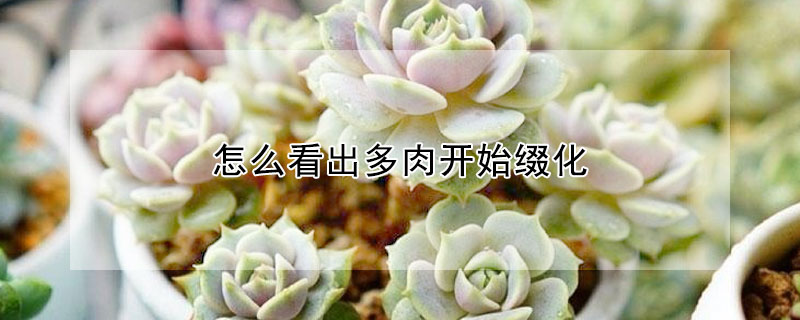 怎麼看出多肉開始綴化