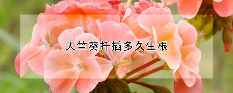 天竺葵扡插多久生根