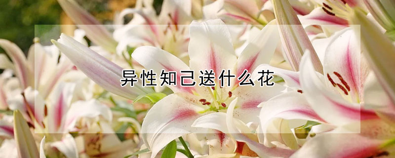 異性知己送什麼花