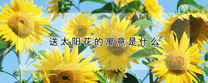 送太陽花的寓意是什麼