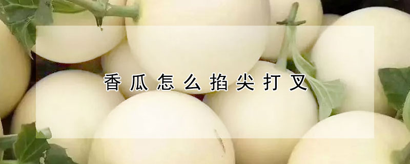香瓜怎麼掐尖打叉
