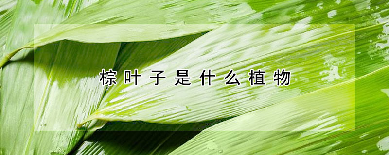 棕葉子是什麼植物