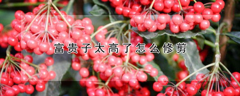 富貴子太高了怎麼修剪