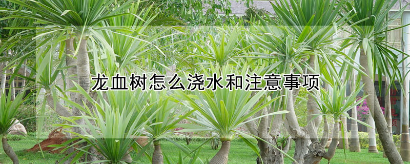 龍血樹怎麼澆水和注意事項
