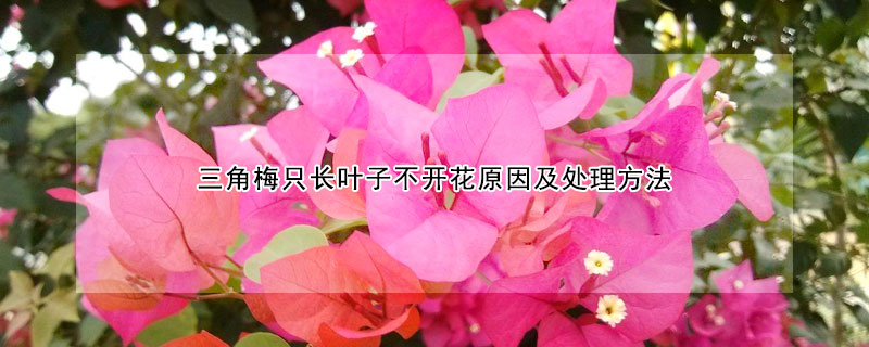 三角梅隻長葉子不開花原因及處理方法