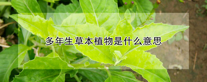 多年生草本植物是什麼意思