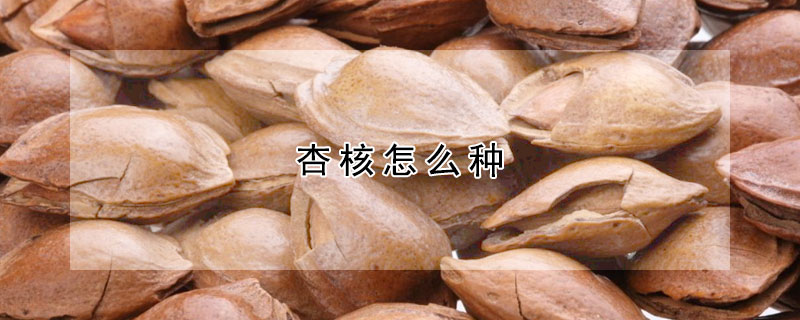 杏核怎麼種