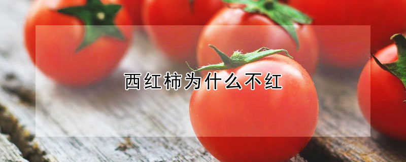 西紅柿為什麼不紅