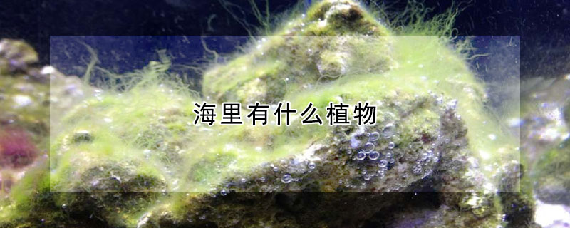 海裏有什麼植物