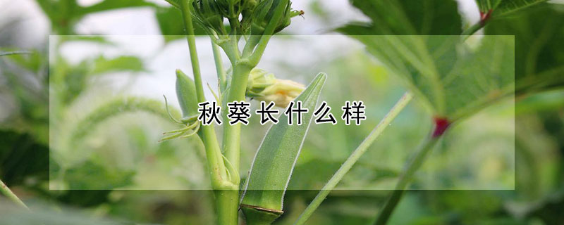秋葵長什麼樣