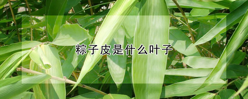 粽子皮是什麼葉子