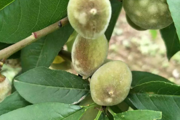 桃樹怎麼嫁接