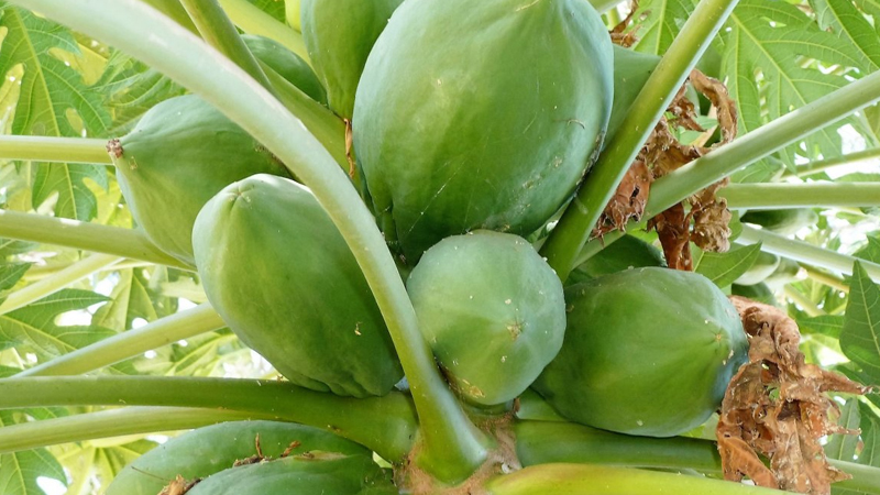 木瓜樹怎麼管理修剪