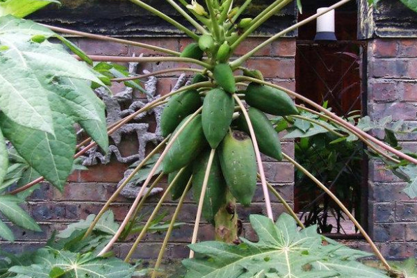 木瓜樹怎麼管理修剪
