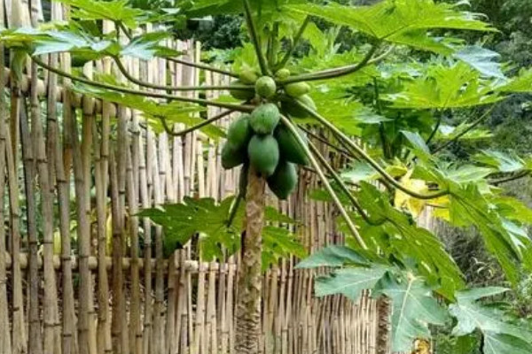 木瓜樹怎麼管理修剪