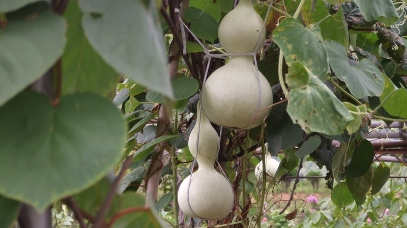 葫蘆怎麼種植方法