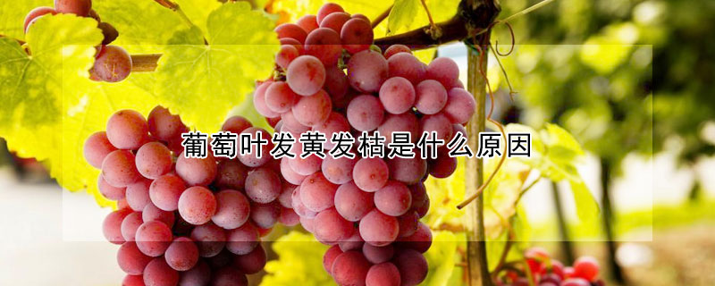 葡萄葉發黃發枯是什麼原因