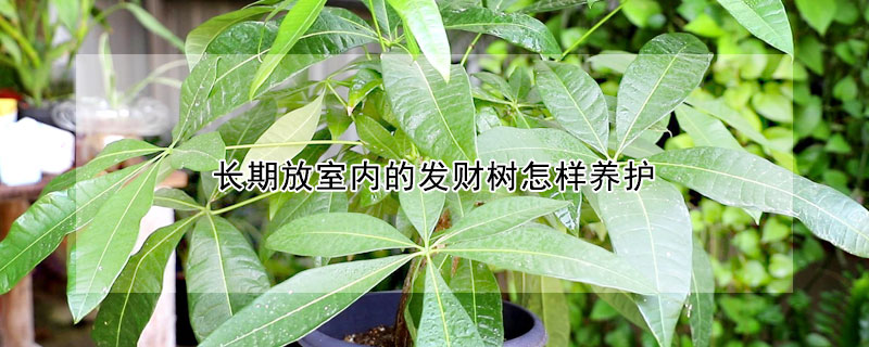 長期放室內的發財樹怎樣養護