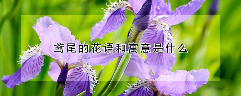 鳶尾的花語和寓意是什麼