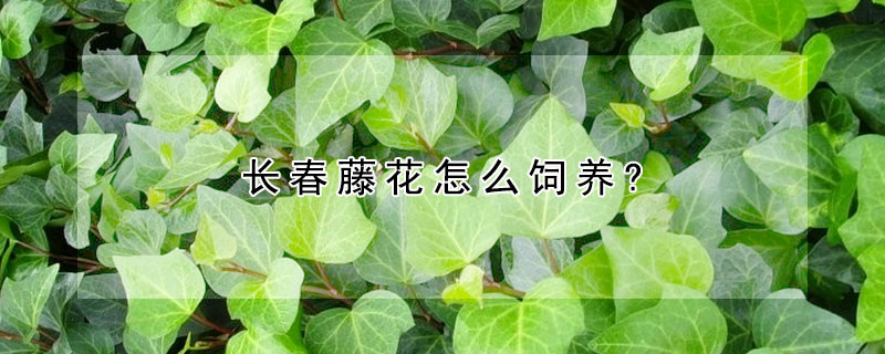 長春藤花怎麼飼養?