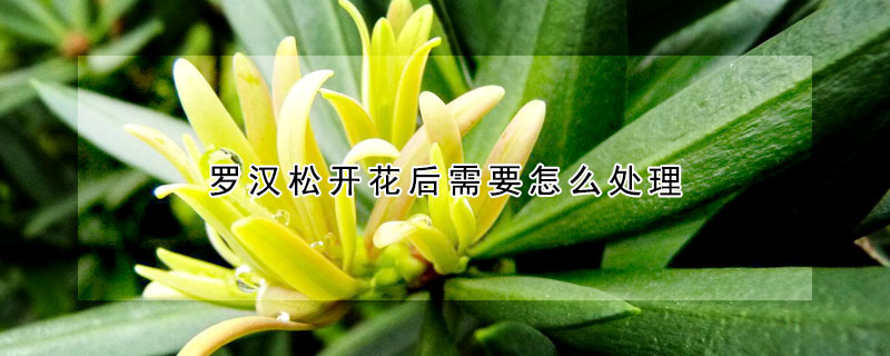 羅漢鬆開花後需要怎麼處理