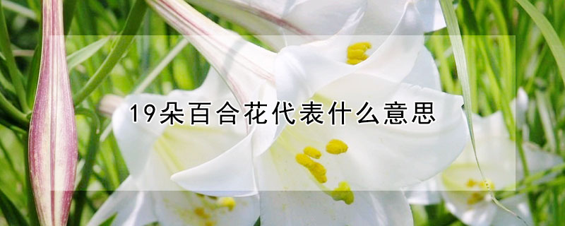 19朵百合花代表什麼意思