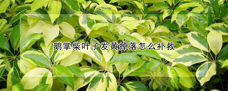 鵝掌柴葉子發黃掉落怎麼補救