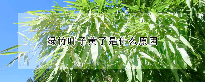 綠竹葉子黃了是什麼原因
