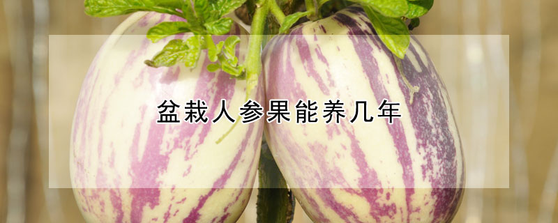 盆栽人參果能養幾年