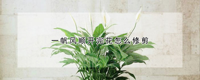 一帆風順開完花怎麼修剪