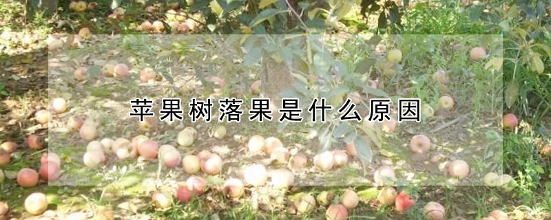 蘋果樹落果是什麼原因