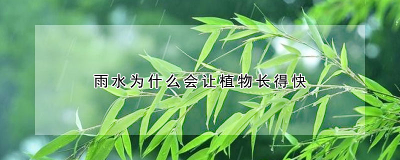 雨水為什麼會讓植物長得快