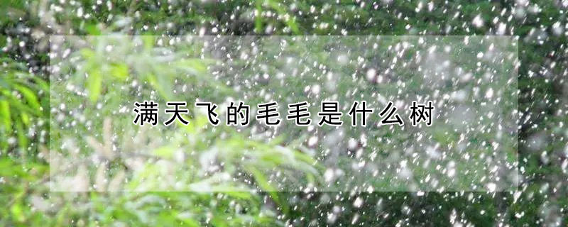 滿天飛的毛毛是什麼樹