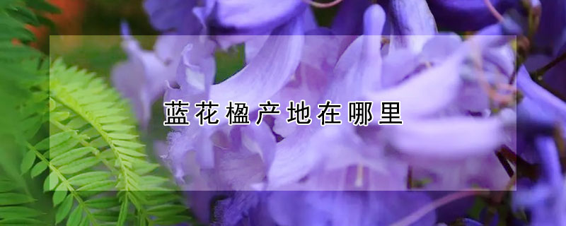 藍花楹產地在哪裏