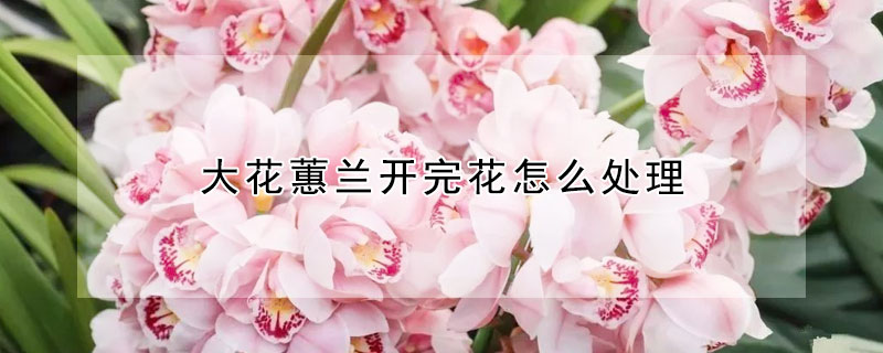 大花蕙蘭開完花怎麼處理