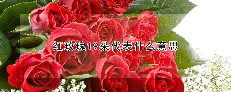 紅玫瑰19朵代表什麼意思