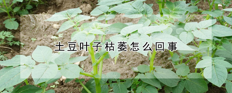 土豆葉子枯萎怎麼回事
