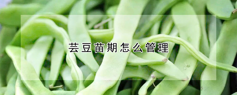 芸豆苗期怎麼管理