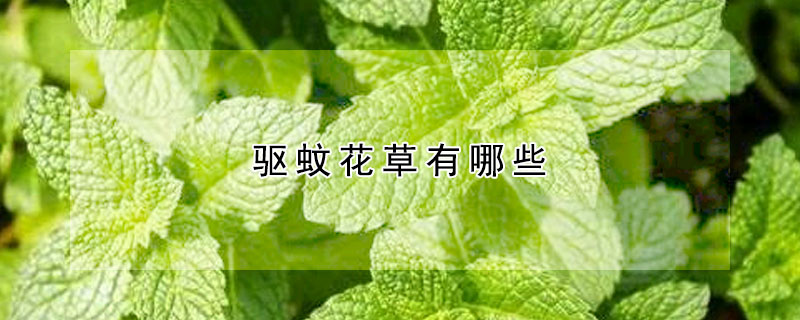 驅蚊花草有哪些