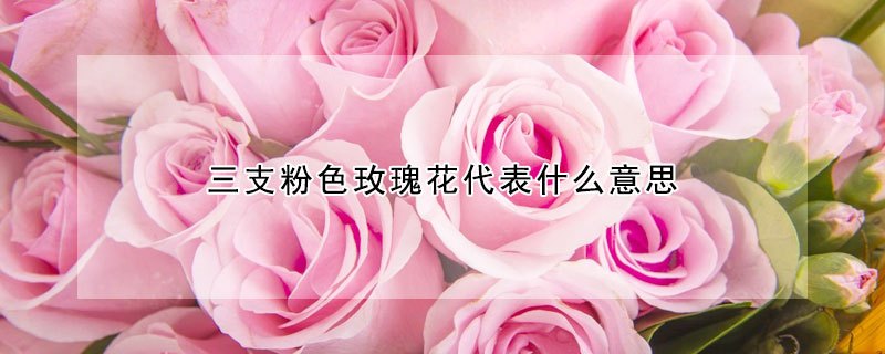 三支粉色玫瑰花代表什麼意思