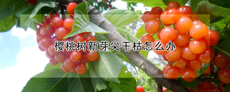 櫻桃樹新芽尖幹枯怎麼辦