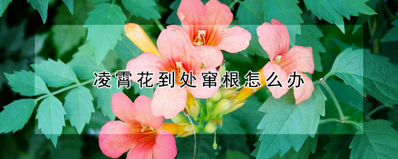 淩霄花到處竄根怎麼辦