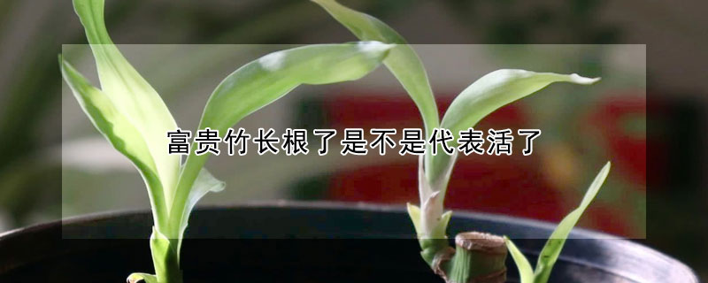 富貴竹長根了是不是代表活了