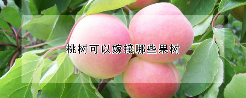 桃樹可以嫁接哪些果樹