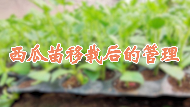西瓜苗移栽後的管理