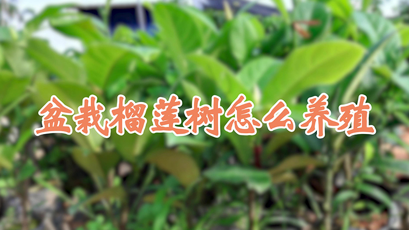 盆栽榴蓮樹怎麼養殖