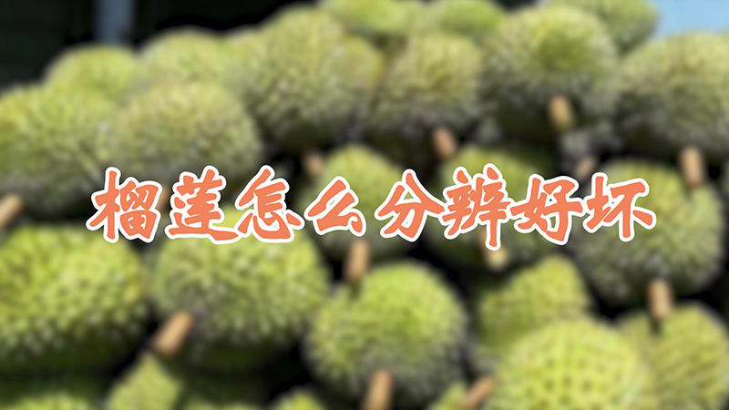 榴蓮怎麼分辨好壞