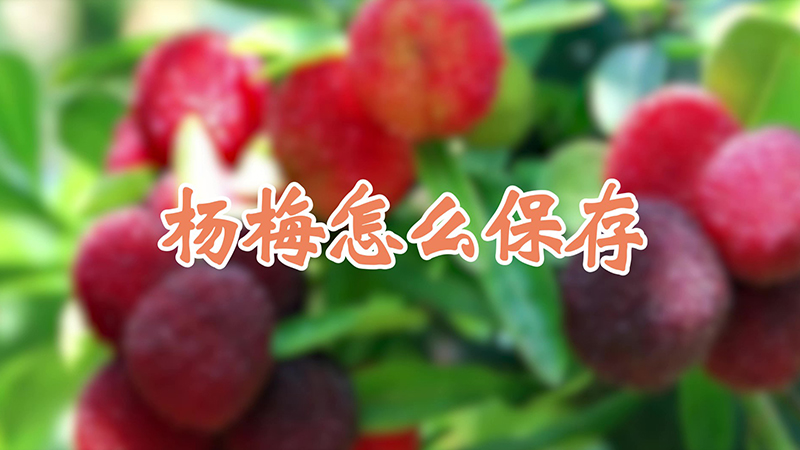 楊梅怎麼保存