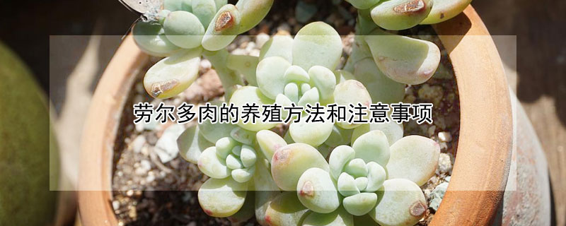 勞爾多肉的養殖方法和注意事項