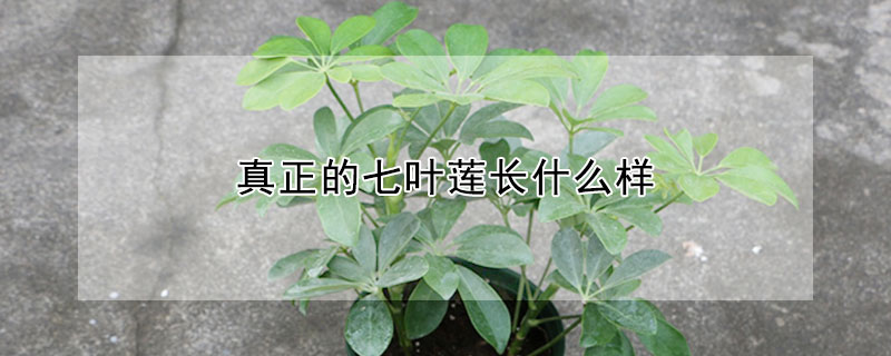 真正的七葉蓮長什麼樣